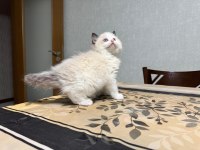 ŞECERELİ ANNE VE BABADAN SAFKAN RAGDOLL ERKEK YAVRU