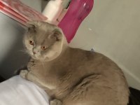Scottish fold oğluma dişi british eş arıyorum