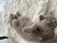 Yavru british shorthair kedilerim