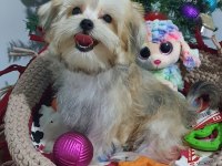 Gold Morkie Minnoşlar