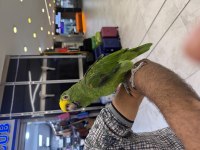 BELGELİ ÇİPLİ SARI ALIN AMAZON PAPAĞANI