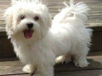 Maltese terrier çok akıllı