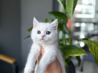 3 Aylık British Shorthair