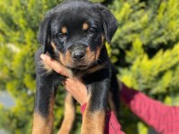 Dünya şampiyonu rottweiler torunları