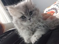 4 aylık dişi british longhair kedimiz