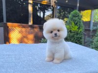 Sağlık ve ırk garantili Pomeranian