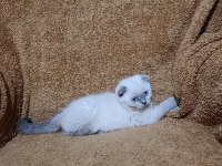 Scottish fold shorthair bluepoint kızımız