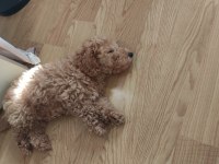 Son erkek poodle yavrum