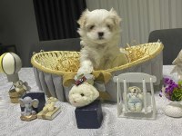 A şecereli babadan kore maltese bebekler