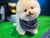 Ruhsatlı Yetiştiriciden Özel Pomeranian Yavrular