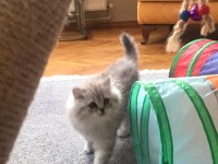 Oyuncu, sevimli kedimize sıcacık bir yuva arıyoruz