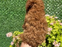 Kore Poodle Dişi