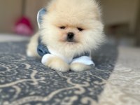 BAL GİBİ 2 AYICIK POMERANİAN
