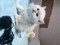 Show kalite british shorthair bebeklerimiz