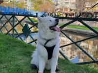 Ücretsiz samoyed sahiplendirme