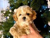 Maltipoo Yavrularımız