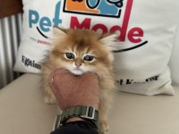 Yasal çiftlikden ziyarete açık golden longhair british
