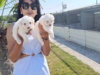 Terrier Maltese yavrular