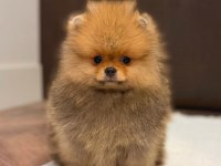 Pomeranian Boo Ayı Surat Yavrularımız