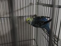 Çift genç muhabbet kuşu herşeyiyle birlikte