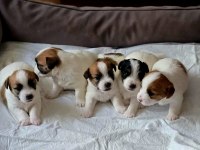 Şecereli Jack Russell Yavrular