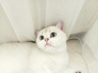 British Shorthair Can Dostumuza Yeni Yuvasını Arıyoruz