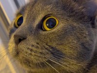 British shorthair cinsi kedimi sahiplendirmek istiyorum