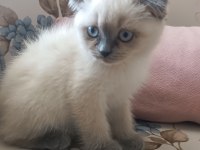Güzel scottish fold kızımız yeni yuvasını arıyor