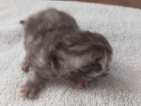 Safkan chinchilla yavrularımız sahiplendirilecektir
