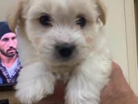 60 günlük maltese terrier ped eğitimleri var