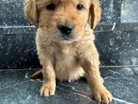 A kalite sağlık ırk garantili golden retriever yavrular