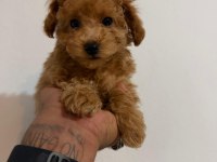 Harika Poodle Bebekler