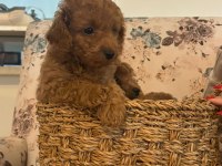 Yavru poodle