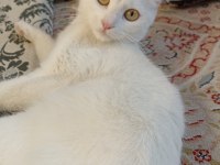 Beyaz british shorthair konya
