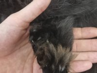 Maine Coon Dişi Yavru Polydact 6677