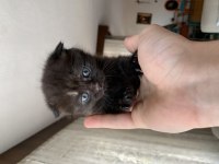 Scottish fold bebeğimiz