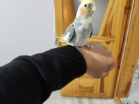 Çift Sultan Papağanı