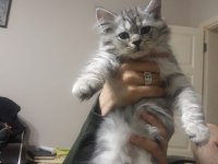British Longhair dişi Aşıları herşeyi tam