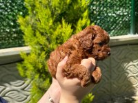 Toy Poodle 1 Aylık Dişi