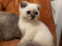 Mavi gözlü yaramaz prens kedimiz