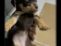 Chihuahua Yavrularımız Yeni Sahiplerine Bekliyor