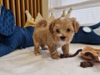 Kusursuz Güzellikleriyle Maltipoo Yavrularımız