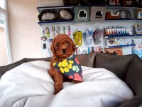 Orjinal toy ve minyatür toy poodle köpeği