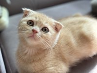 Erkek Scottish fold
