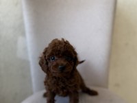 En Koyusunu İsteyene Dark Redbrown Erkek Kore Toy Poodle