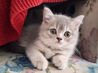 British Shorthair Ömürlük Yuva Arıyoruz!