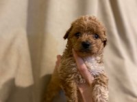 MİKRO BOY TOY POODLE BEBEKLERİM