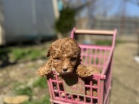 Toy poodle Yavrularımız