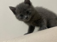 Anne Ve Baba Russian Blue