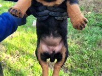 ÜST DÜZEY KALİTE ROTTWEILER PİYASAYA GÖRE UYGUN